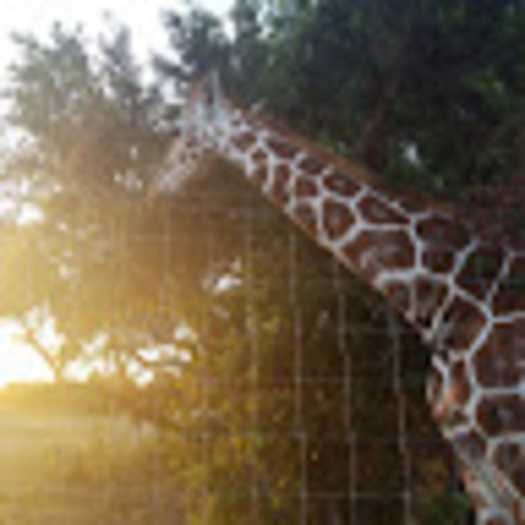 Meet your Posher, Tony - Picture 1 of 1